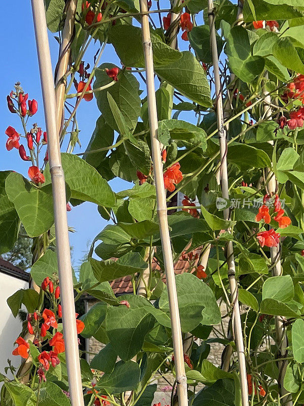 全帧图像红色开花的菜豆植物(Phaseolus coccineus)成长竹藤，蓝色的天空背景，聚焦前景